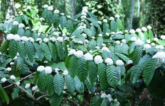 Room-wayanad Stay the Pepper Suite - Foto 17