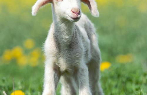 Pheasant Lodge Scottish Borders - Foto 28