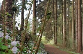 Zur alten Bäckerei - Finsterbergen - Foto 32