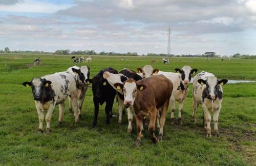 Landhaus Sonnenglück - Foto 17