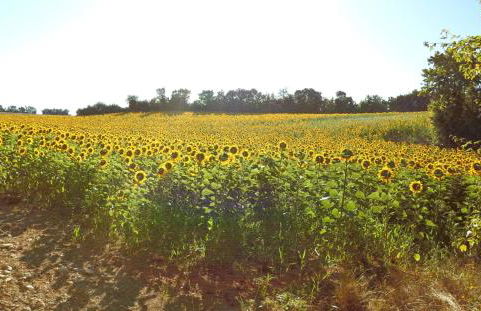 La Petite Maison - Foto 21