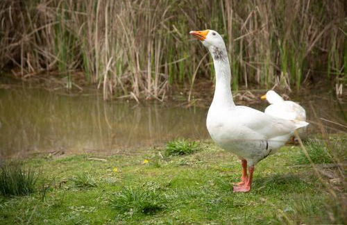 Mas Teixidor, Masia entre Girona y la Costa Brava - Foto 29