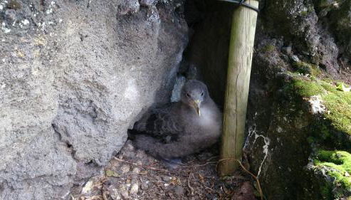 Casa Do Avô Faidoca # PICO HOLIDAY RENTALS - Photo 5, Garden