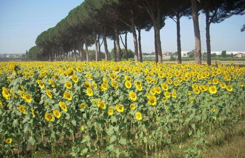 Agriturismo Pantano Borghese - Foto 53