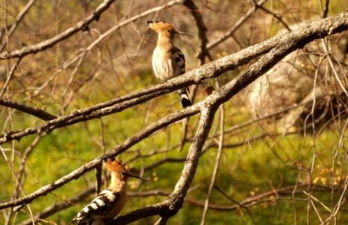 Casa Rural El Cabezo de Sierra de Gata - Foto 54
