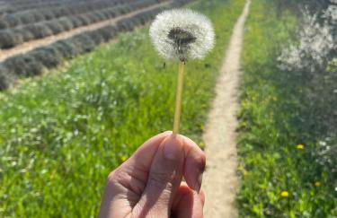 Peaceful Family Retreat In Aix-En-Provence - Foto 30