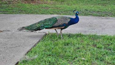 Nature Coast Getaway #1 - Cozy 2 Bedroom - Foto 3