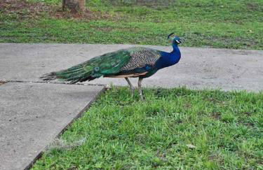 Nature Coast Getaway #1 - Cozy 2 Bedroom - Foto 3