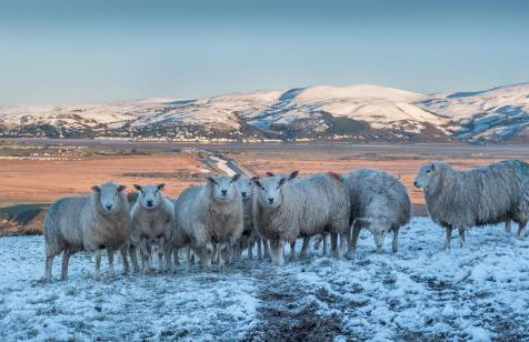 Enlli Fach cabin sleep's 2 adults and 2 children 2 dogs welcome not suitable for contract workers due to parking height restrictions - Photo 38