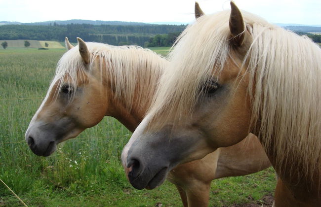 Cosy Apartment in Hallenberg Near Centre - Foto 57