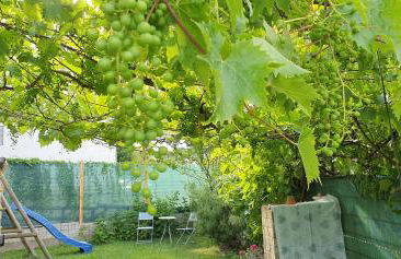 Ahr-Weinbergblick - Foto 46