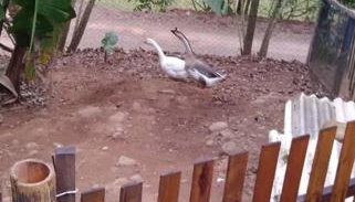 Sítio em área rural, ao pé da Serra Gaúcha. - Foto 5