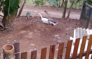 Sítio em área rural, ao pé da Serra Gaúcha. - Foto 5