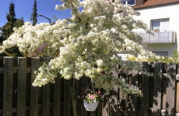 Sylvis Home Zentral gelegenes Ferienhaus in ruhiger Lage - Foto 9