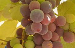 Sondela Self Catering - Foto 37