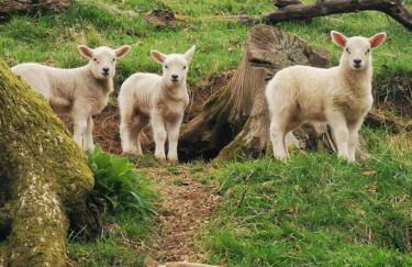 Craven Garth Cottages - Foto 58