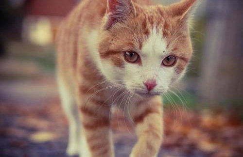 Ferienhof Gerda - Foto 59