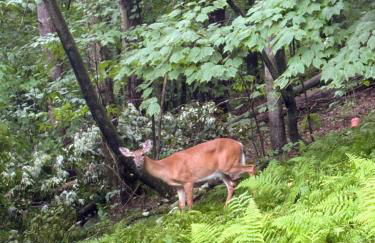 Fireplace Catskill Views Overlook Lake Cabin - Foto 54