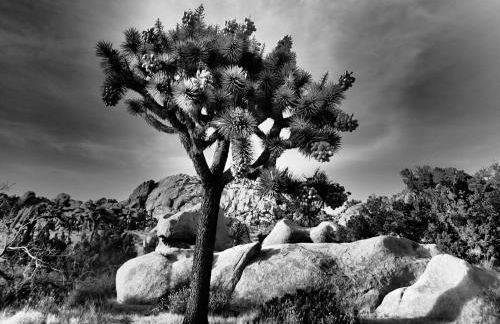 Casa Luisa Joshua Tree - Foto 38