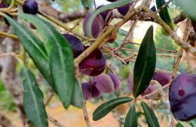 Le Masdemoiselle Chalet - Foto 8