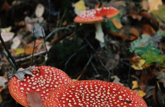 Peaceful Chalet Retreat - Foto 12