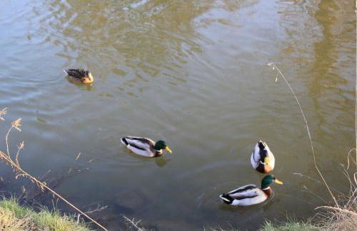 Ferienwohnung Am Wehr - Foto 7