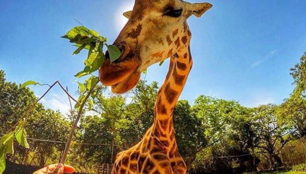 Dándole de comer a la jirafa