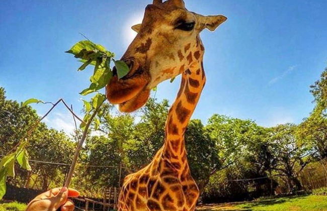 Excursión al Auto Safari Chapín - Foto 1