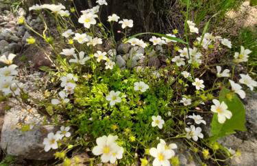 GREEN HOUSE - Foto 48