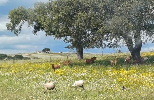 ALDEIA DOS ORVALHOS - VILLAGE By MAYORAL - Foto 38