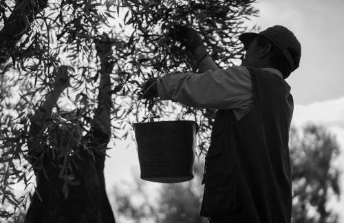 Masseria Pezze Galere Piscina privata - Foto 57