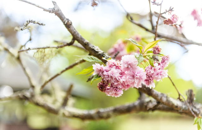 Federation Gardens & Possums Hideaway - Foto 68