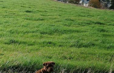 Große Ferienwohnung am Rennsteig - Foto 24