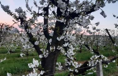 La Casa dei Ciliegi - Photo 5