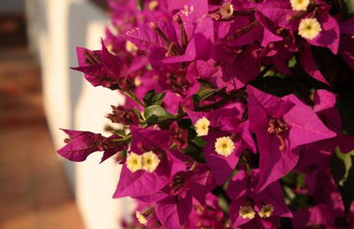 Apartamento Quinta Nova - Foto 17