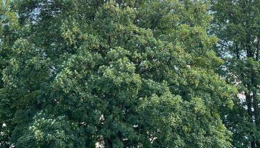 Wohnstudio am Wall - Foto 4