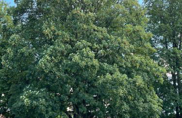 Wohnstudio am Wall - Foto 4