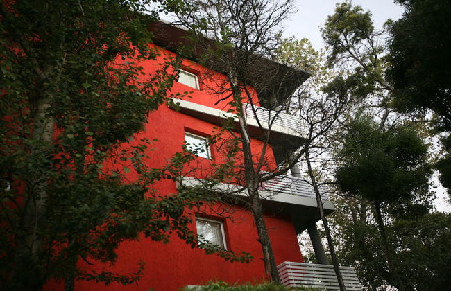 Avutarda de Carilo - Photo 72