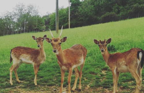 Agriturismo Tenuta del Daino - Foto 56