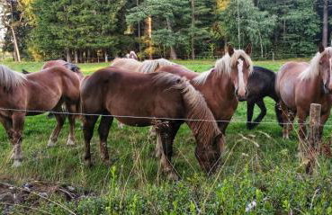 FreeDom House - Foto 34