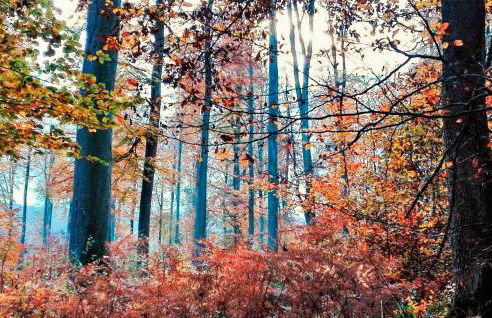 Cozy Home In Lyons-La-Forêt - Foto 21
