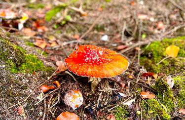 Golfchalet Heidi Uttlau-Bad Griesbach - Foto 50