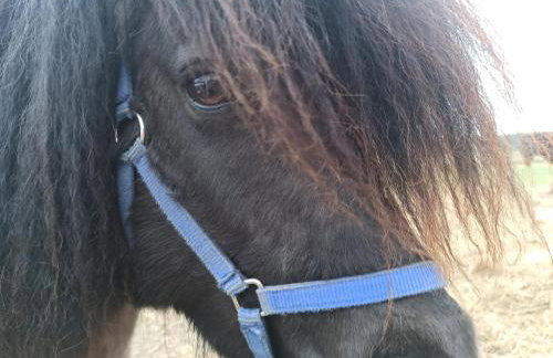 Chabrowa Polana domek - Foto 12