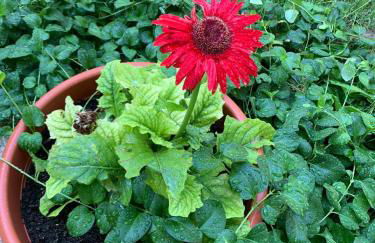 Costa Trabocchi appartamento sul Mare - Foto 32