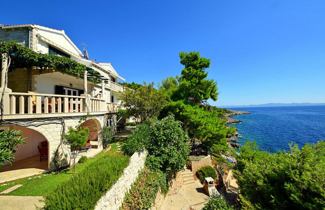 Plavac Mali - Foto 1