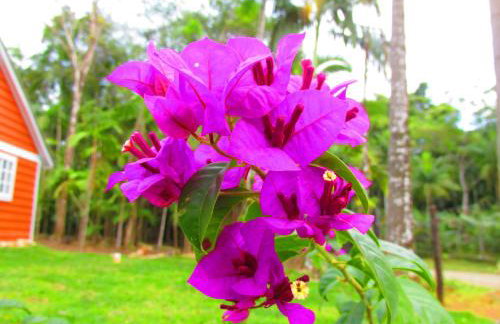 Refúgio dos Valdenses - Photo 16