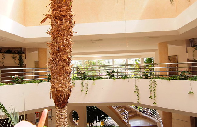 Zafiro Palmanova - Foto 11