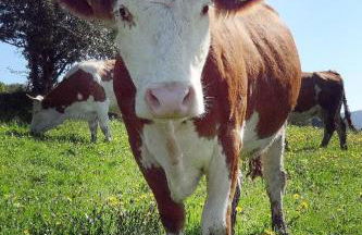 Urlaub auf dem Haberlhof - Foto 41