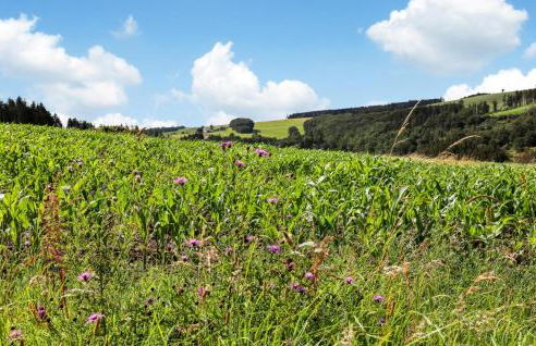 Admiral Vanessa - Foto 39