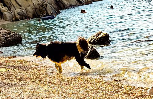 Mila's pet friendly holiday house with private beach place and sunbeds included - Photo 45